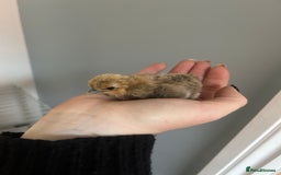 Chickens poultry for sale: Day old bantam silkie chicks  - Image 11
