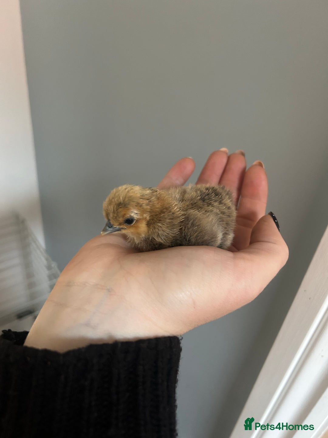 Chickens poultry for sale: Day old bantam silkie chicks  - Image 11