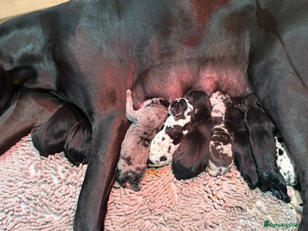 Great Dane dogs for stud: 🤍🖤Proven Stud🖤🤍 KC Harlequin Great Dane 2yrs - Advert 10