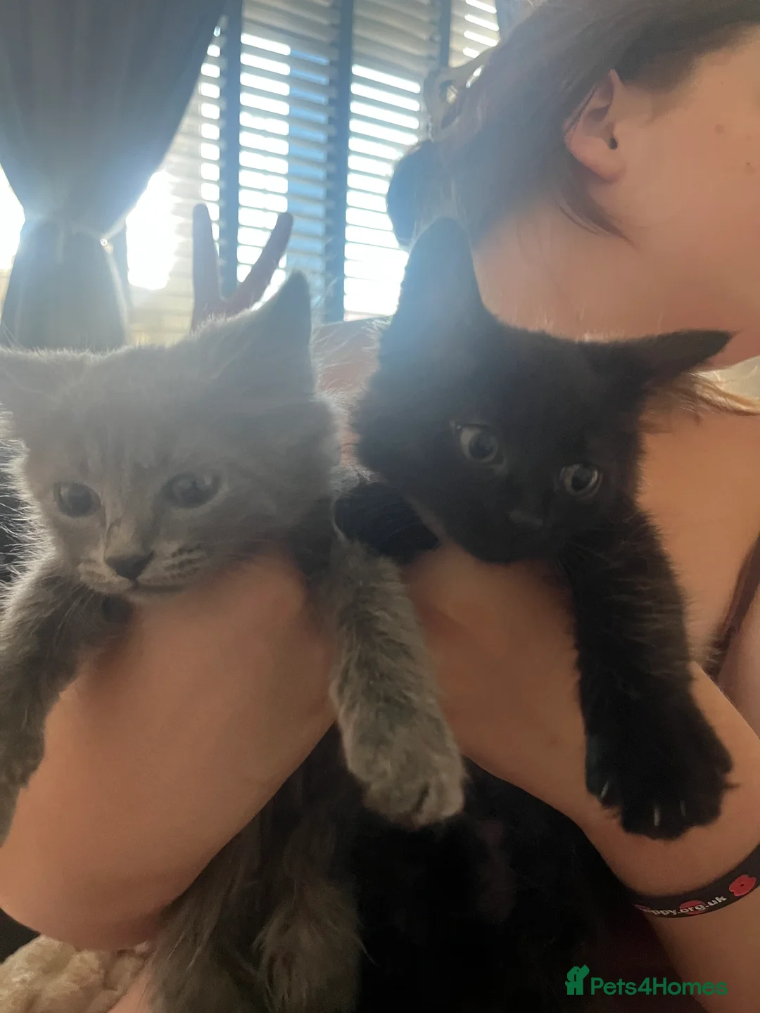 Mixed Breed cats for sale: Beautiful fluffy playful kittens - Advert 2