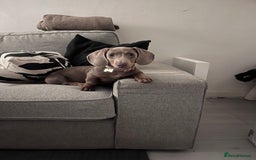 Miniature Dachshund dogs for sale: 8 month miniature dachshund for sale - Image 3