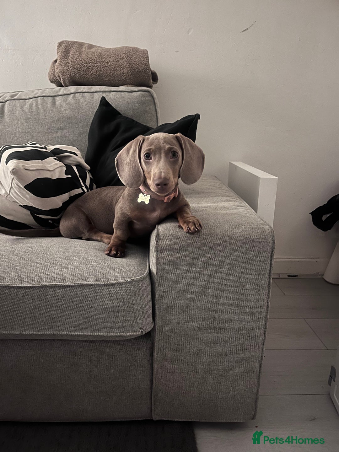 Miniature Dachshund dogs for sale: 8 month miniature dachshund for sale - Image 3