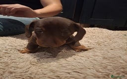 Miniature Dachshund dogs for sale: Miniature smooth haired dachshund  - Image 10