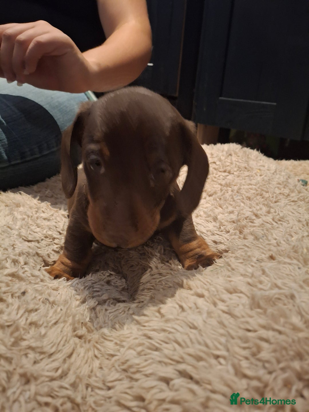 Miniature Dachshund dogs for sale: Miniature smooth haired dachshund  - Image 10
