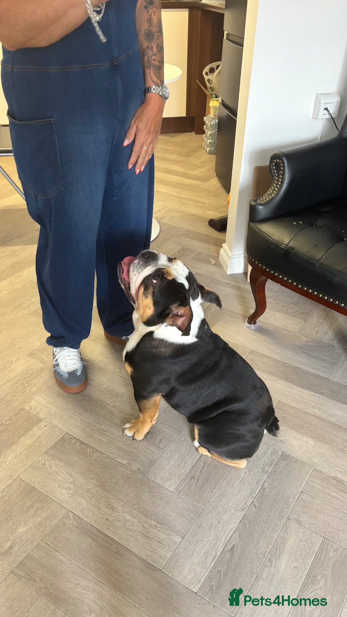 English Bulldog dogs 🔥💎 EXCLUSIVE BLACK TRI STUD SERVICE 💎🔥 - Advert 2