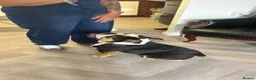 English Bulldog dogs for stud: 🔥💎 EXCLUSIVE BLACK TRI STUD SERVICE 💎🔥 - Advert 2