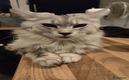 Maine Coon cats for sale: Female main coon - Image 3