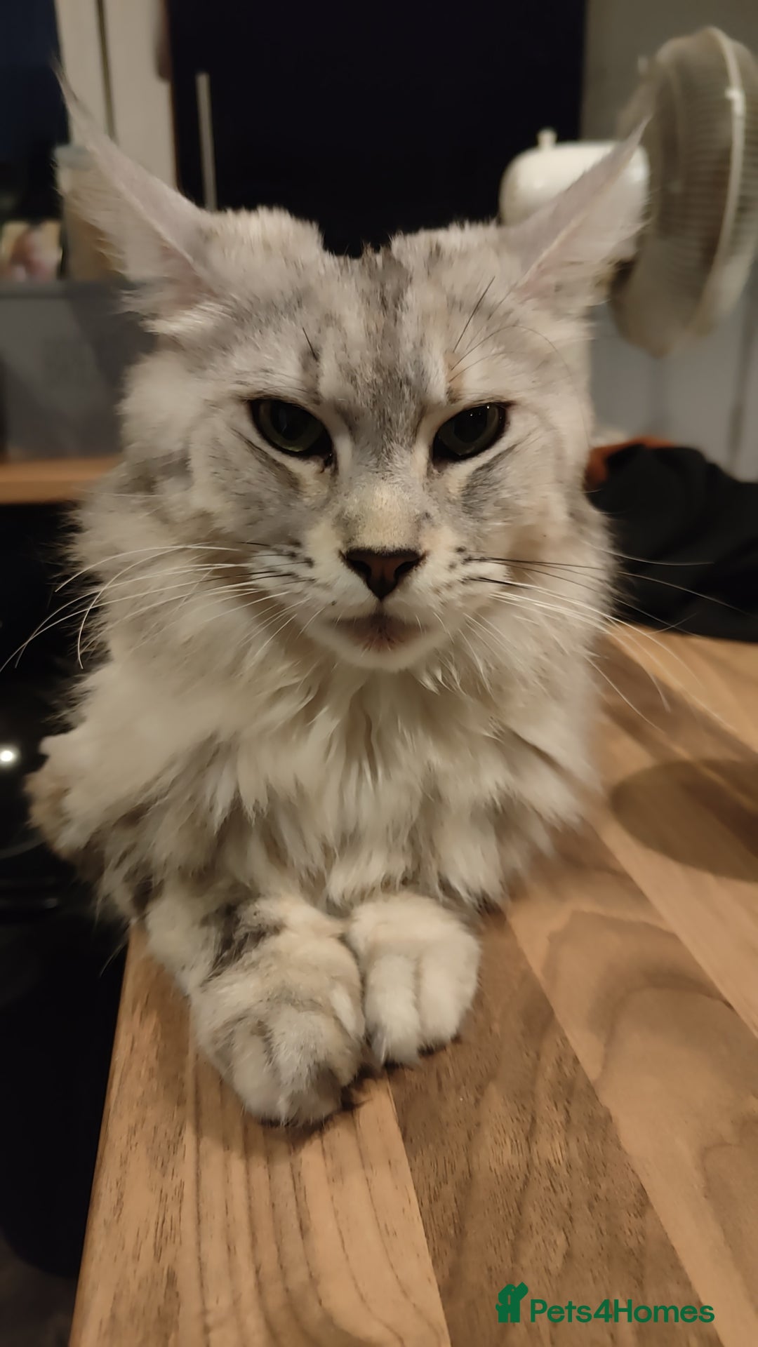 Maine Coon cats for sale: Female main coon - Image 3