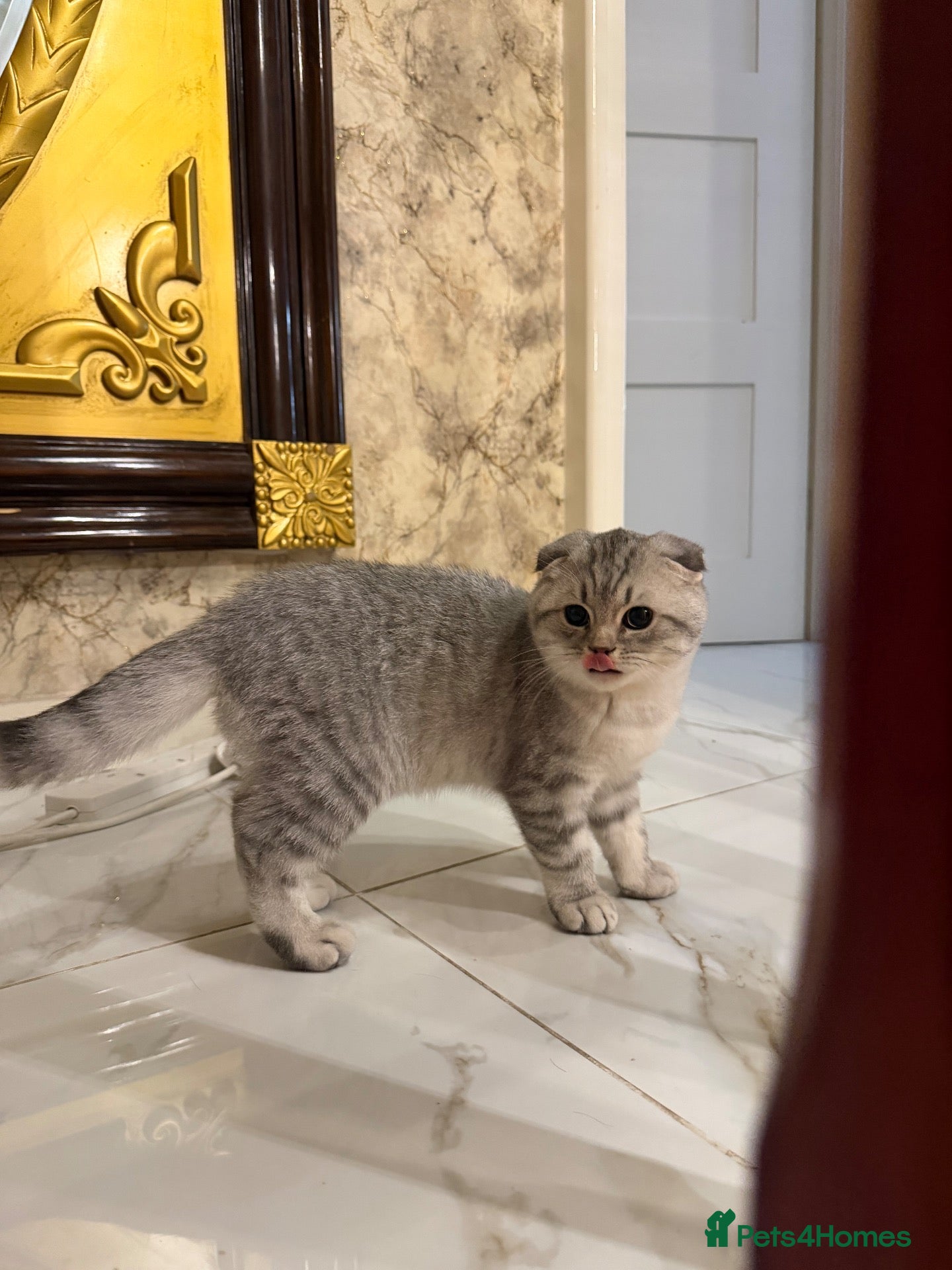 Scottish Fold cats Scottish fold x British shorthair pedigree  - Advert 1