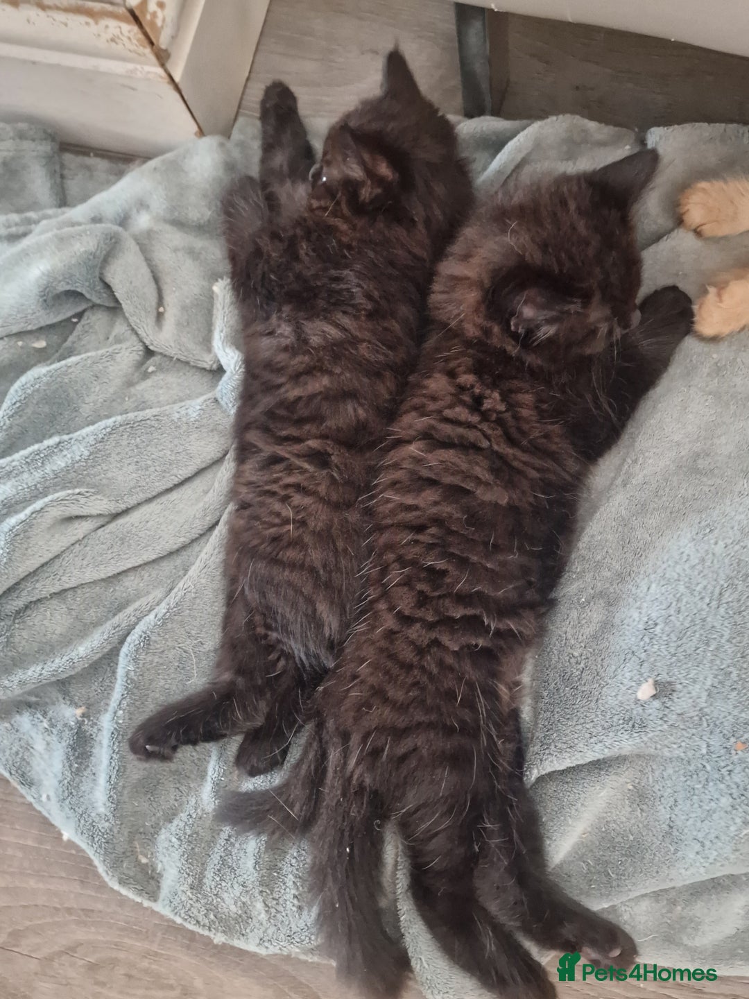 Mixed Breed cats for sale: 3 beautiful longhaired kittens ready to go - Image 4
