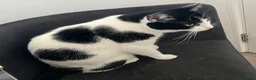 British Shorthair cats for sale: Cat for rehoming - Advert 3