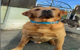 Mixed Breed dogs for sale: Labrador Cross - Image 8