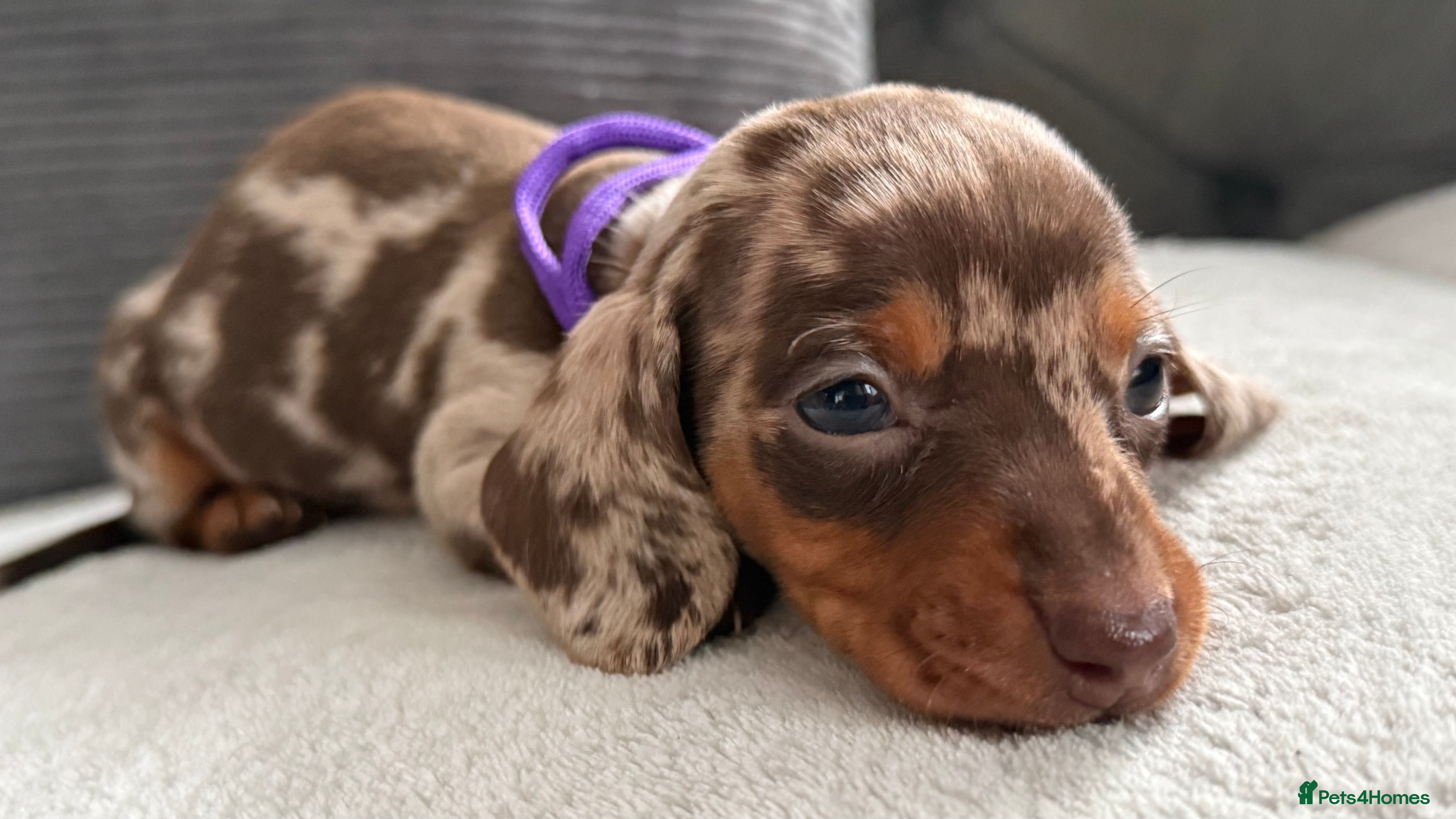 Miniature Dachshund dogs Stunning kennel club registered mini dachshunds  - Advert 16