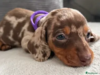 Miniature Dachshund dogs Stunning kennel club registered mini dachshunds - Advert 16