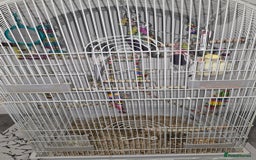 Cockatiels birds for sale: Pair of cockatiel for sale with food and cage - Advert 1