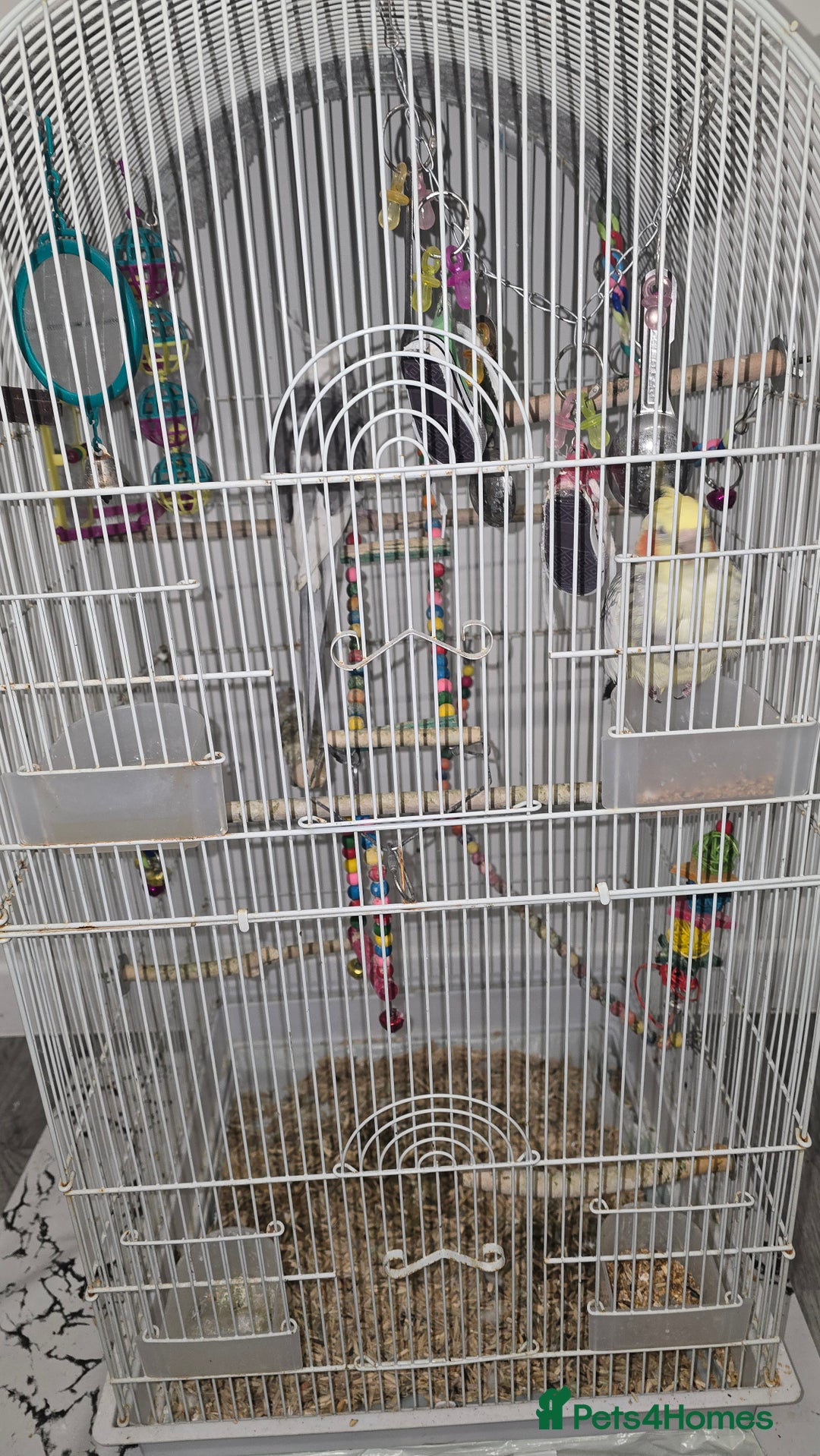 Cockatiels birds for sale: Pair of cockatiel for sale with food and cage - Advert 1