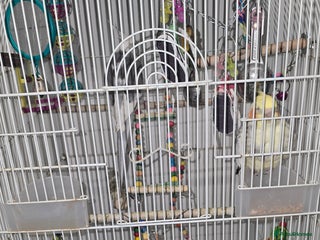 Cockatiels birds Pair of cockatiel for sale with food and cage - Advert 1