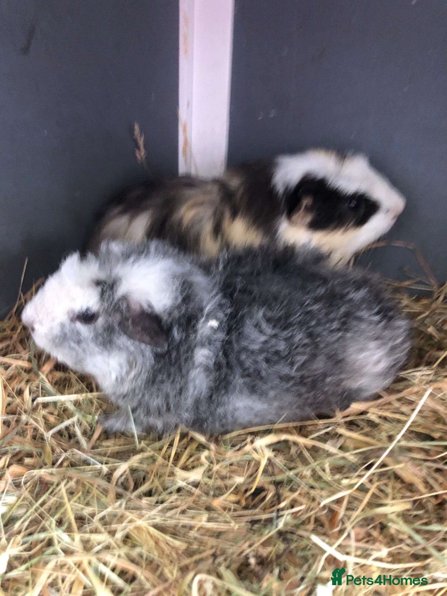 Guinea Pig rodents Blue and white teddyand crested shelti bonded male - Advert 15