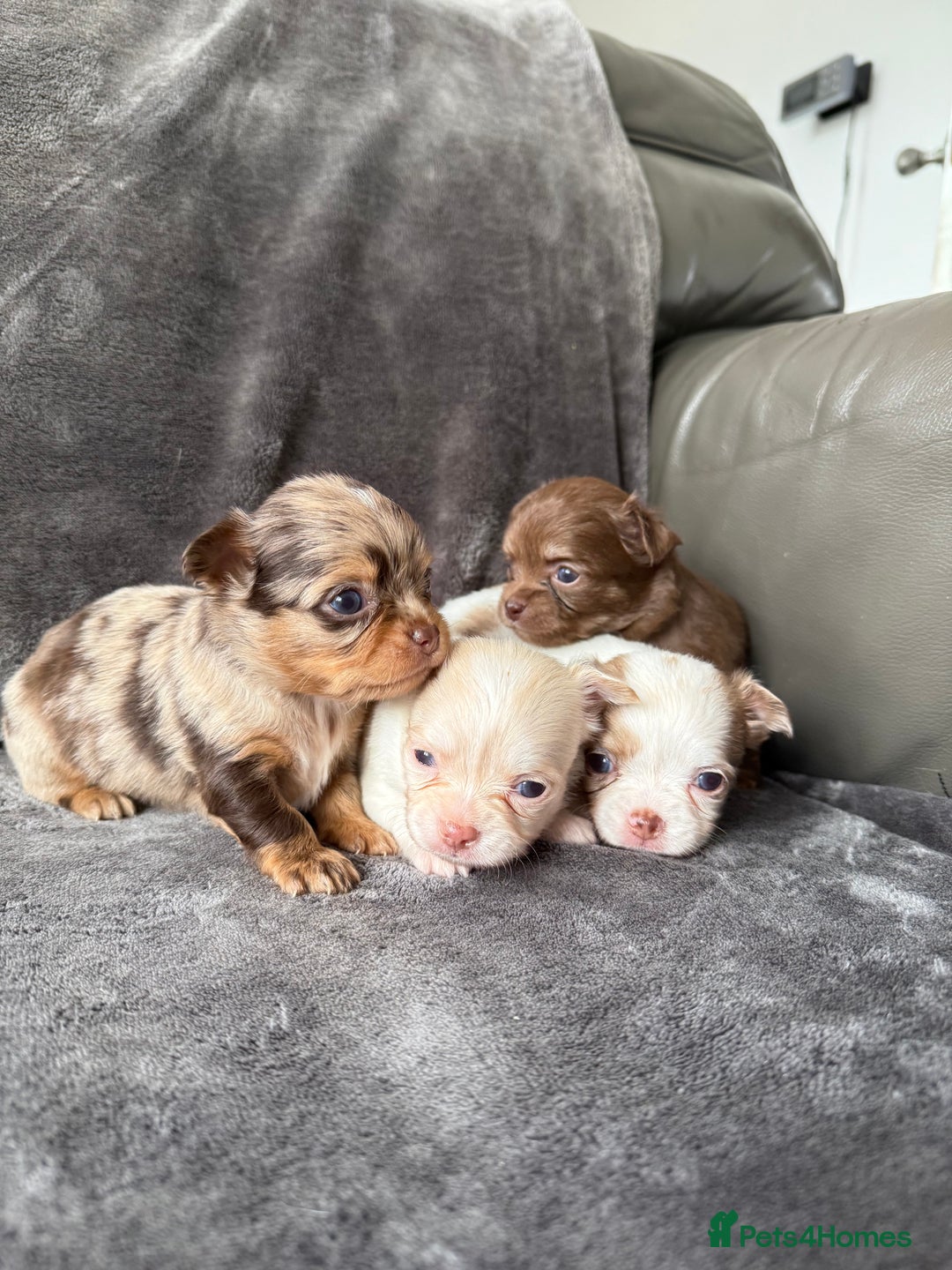 Chihuahua dogs for sale: Long hair chihuahua puppies  - Image 13