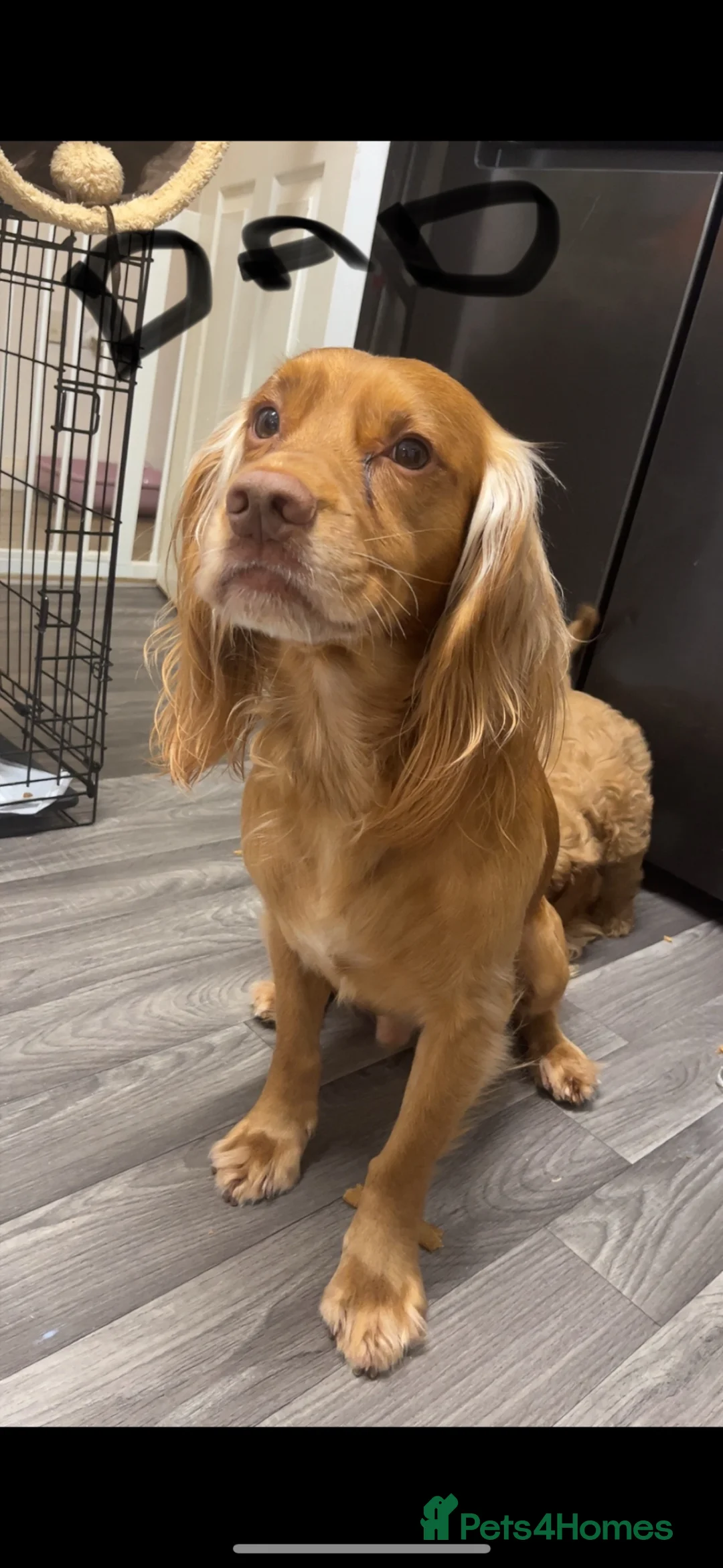 Cocker Spaniel dogs for sale: Cocker Spaniel Puppies - Advert 20