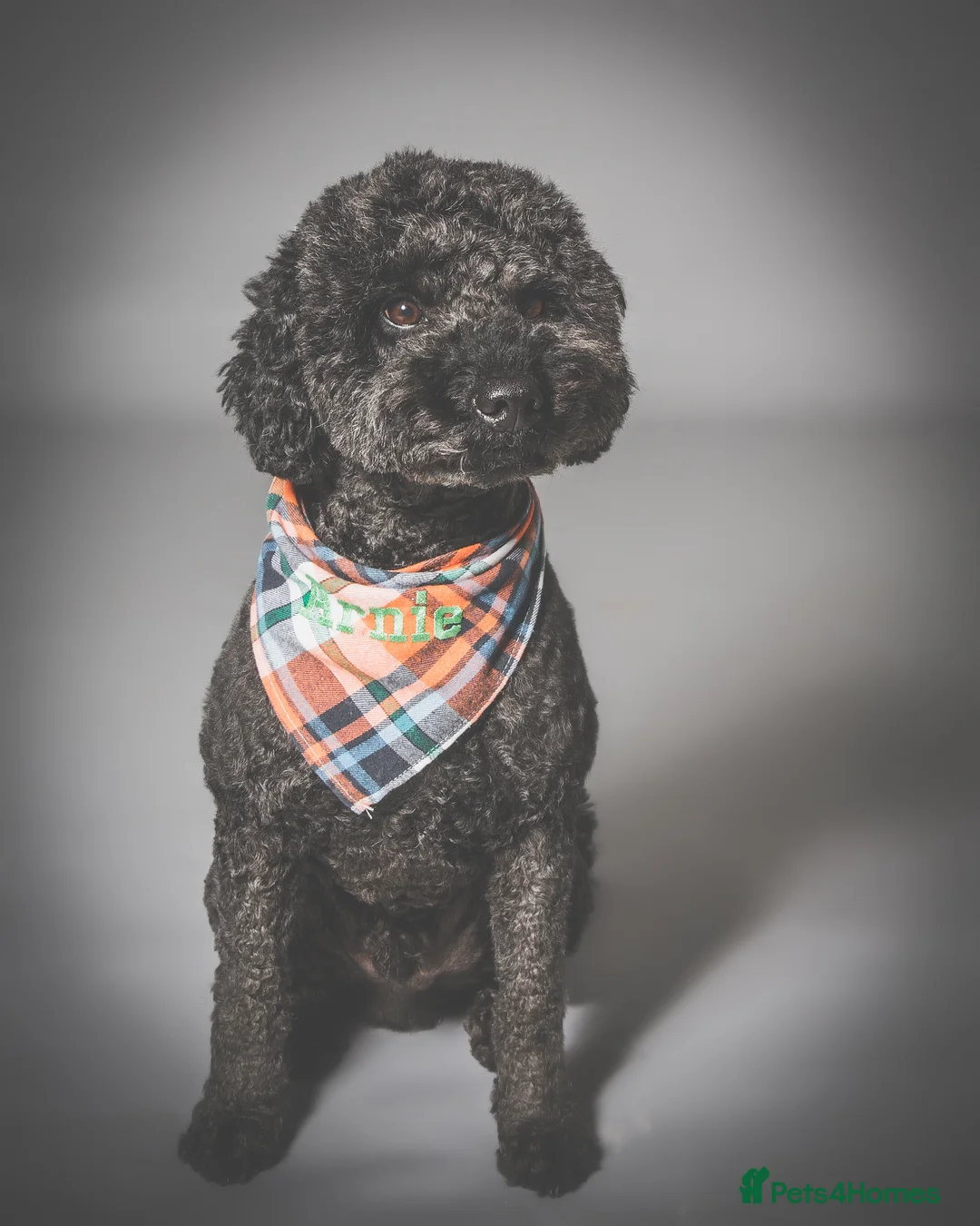 Labradoodle dogs for stud: Mini Doodle stud extensively DNA checked in Warrington - Advert 24