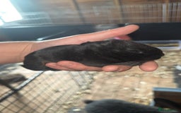 Continental Giant rabbits for sale: Pure Bred Continental Giant Rabbits  - Image 11