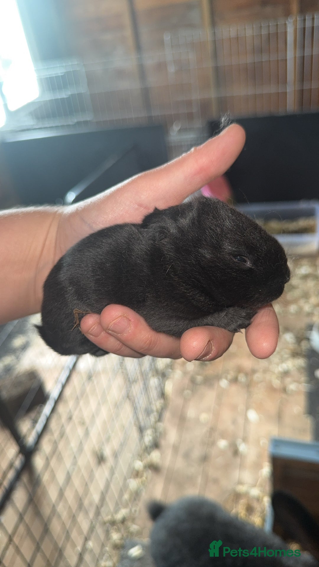 Continental Giant rabbits for sale: Pure Bred Continental Giant Rabbits  - Image 11