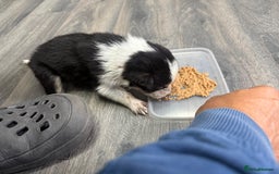 Border Collie dogs for sale: Border collie pups - Image 33