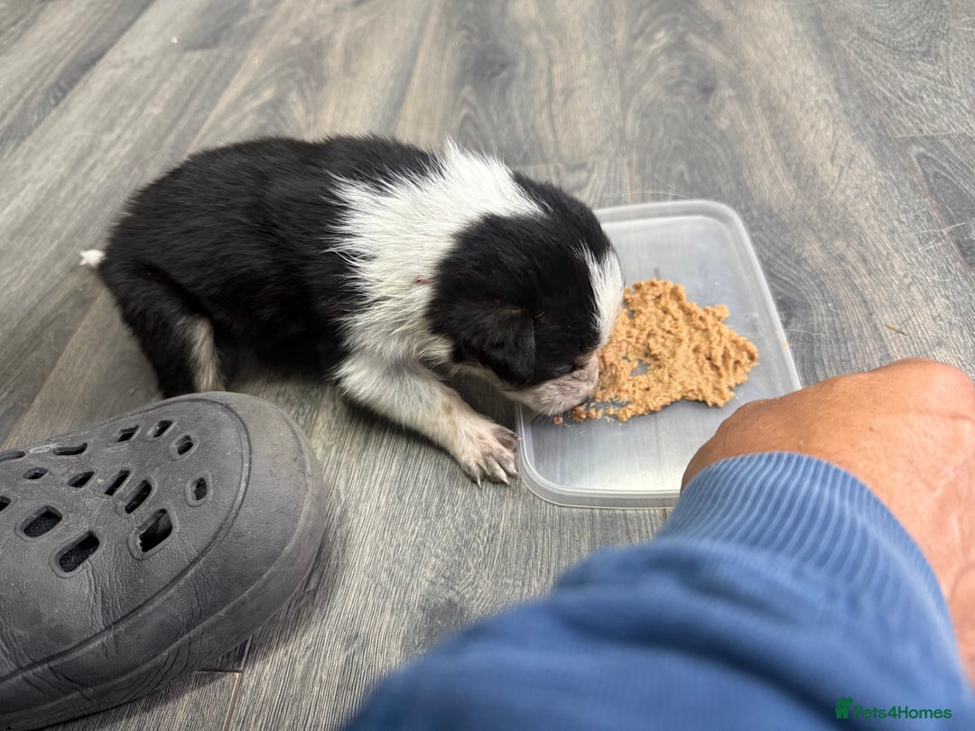 Border Collie dogs for sale: Border collie pups - Image 33