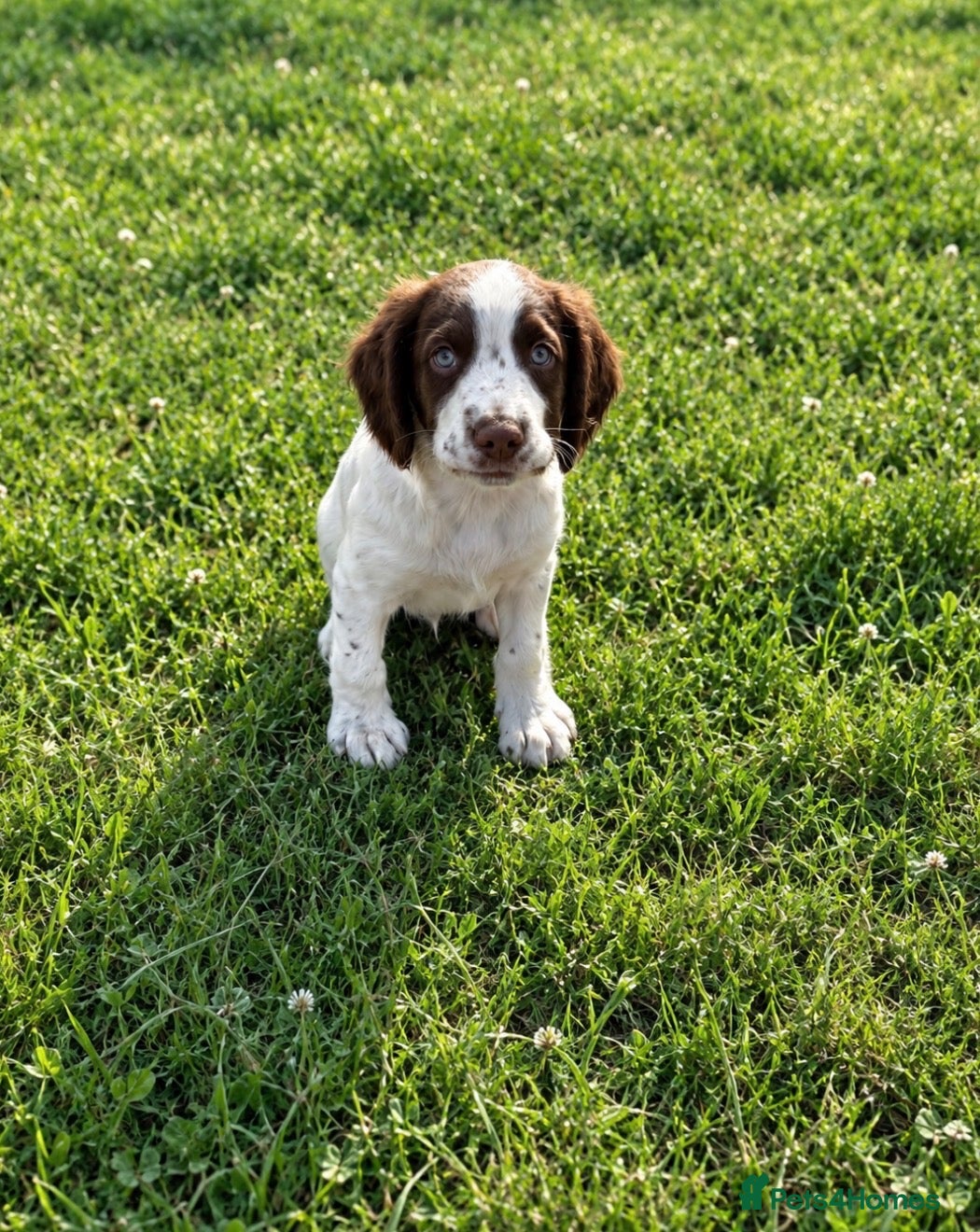 English Springer Spaniel dogs English springer spaniel puppies  - Advert 2