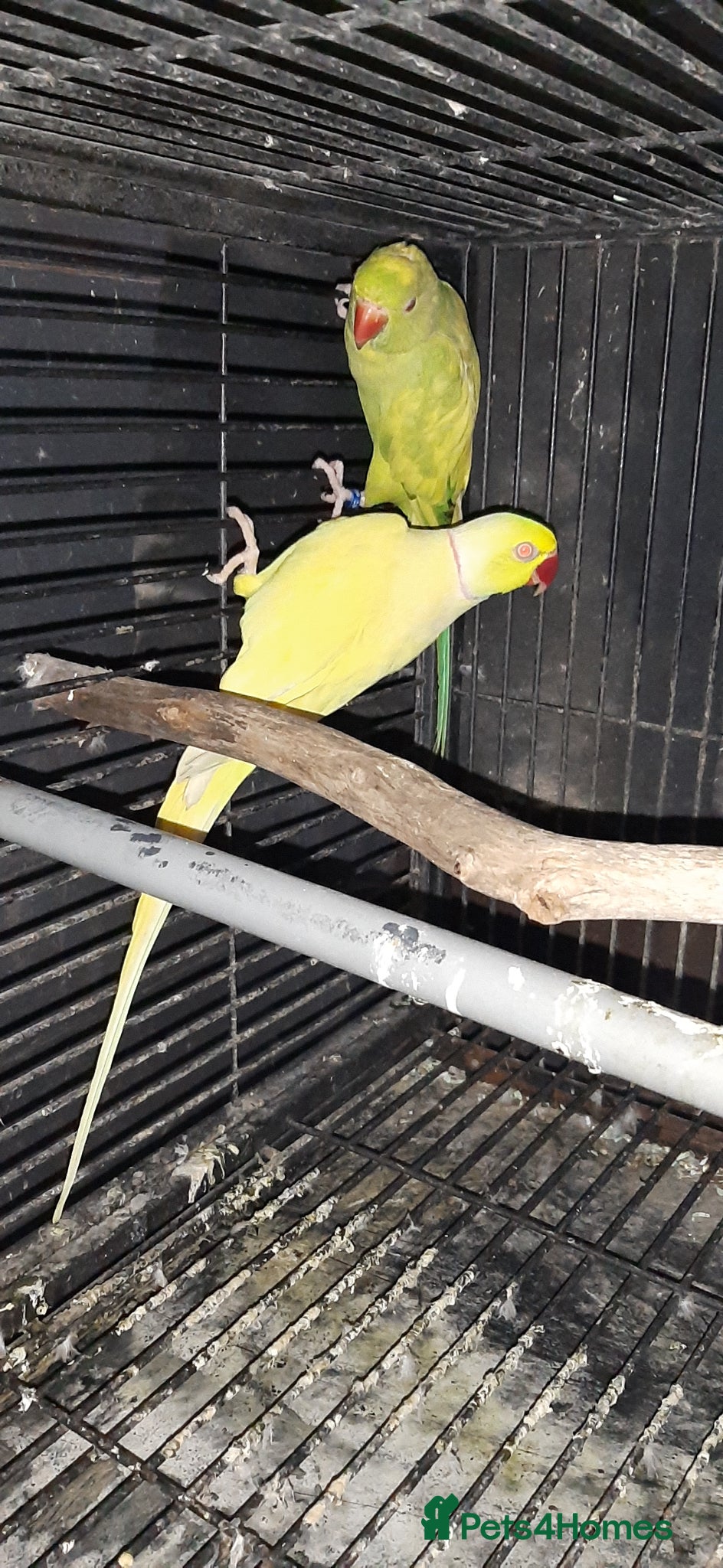 Parrots birds Reingnack recessive pied palyfull  - Advert 2