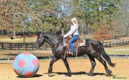 Friesian horses for sale: Cody Friesian Dressage Family Trails Gentle - Image 10