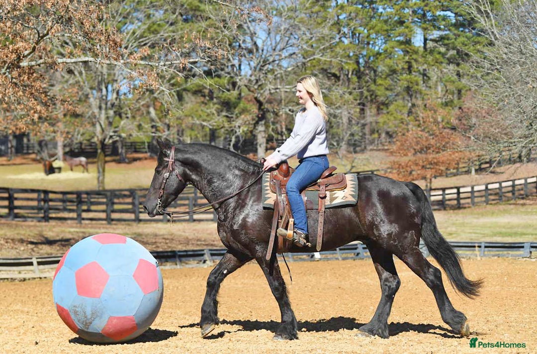Friesian horses for sale: Cody Friesian Dressage Family Trails Gentle - Image 10