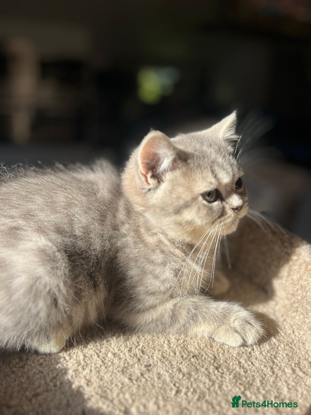 British Shorthair cats for sale: Gccf British Shorthairs  - Image 5
