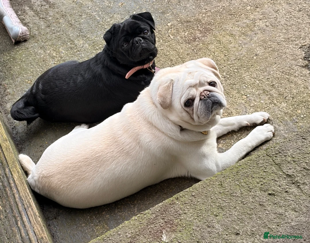 Pug dogs for sale: Beautiful pug puppies - Advert 2