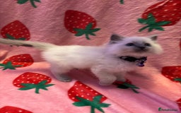 Ragdoll cats for sale: GCCF ACTIVE Registered Ragdoll Kittens  - Image 14