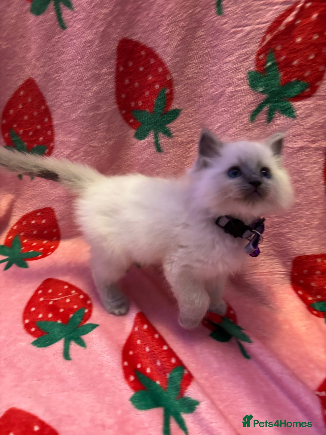 Ragdoll cats for sale: GCCF ACTIVE Registered Ragdoll Kittens  - Image 14