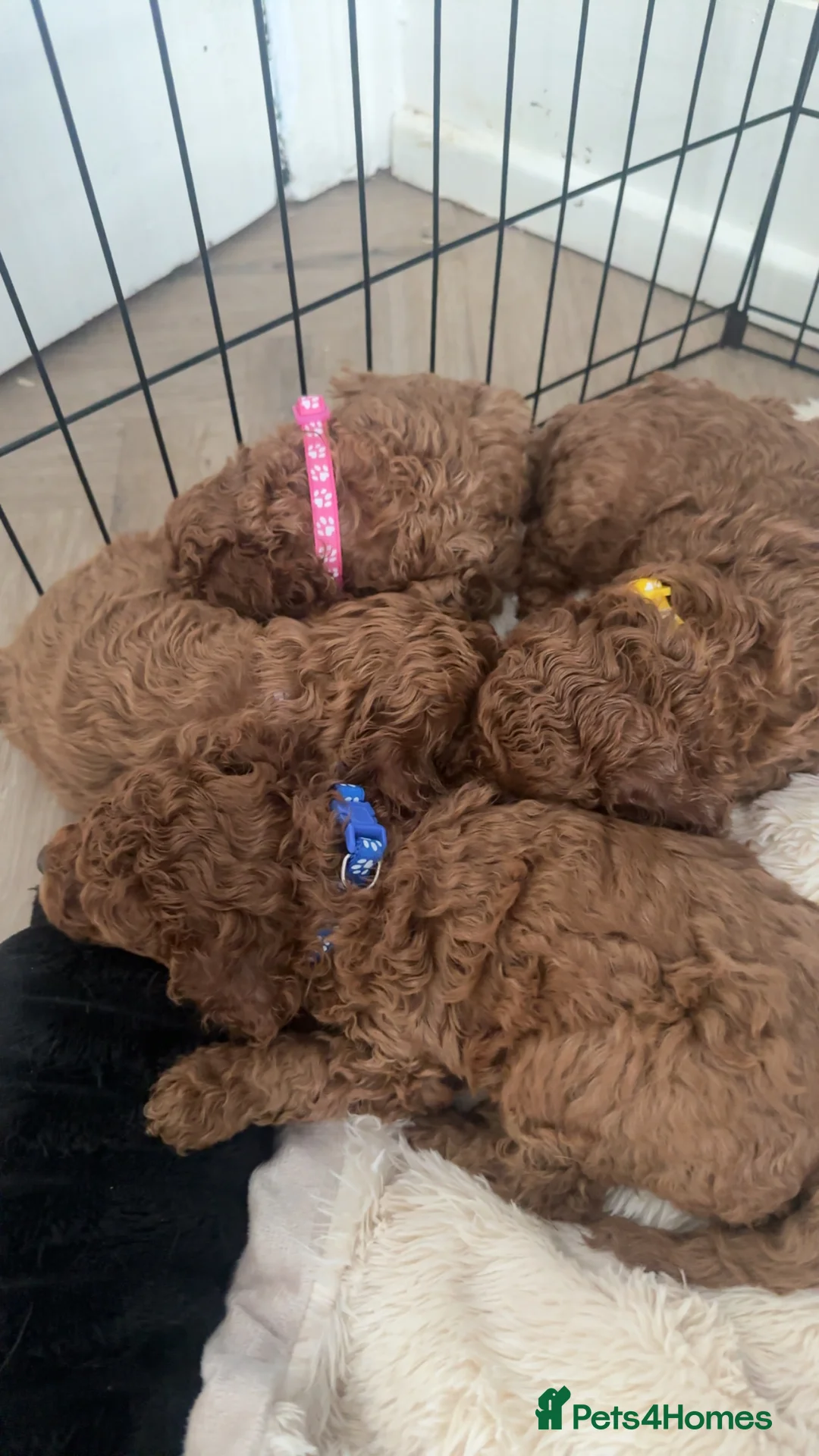 Cavapoo dogs for sale: 🐶Perfect Toy Cavapoos (Health Tested)🐶 - Advert 4
