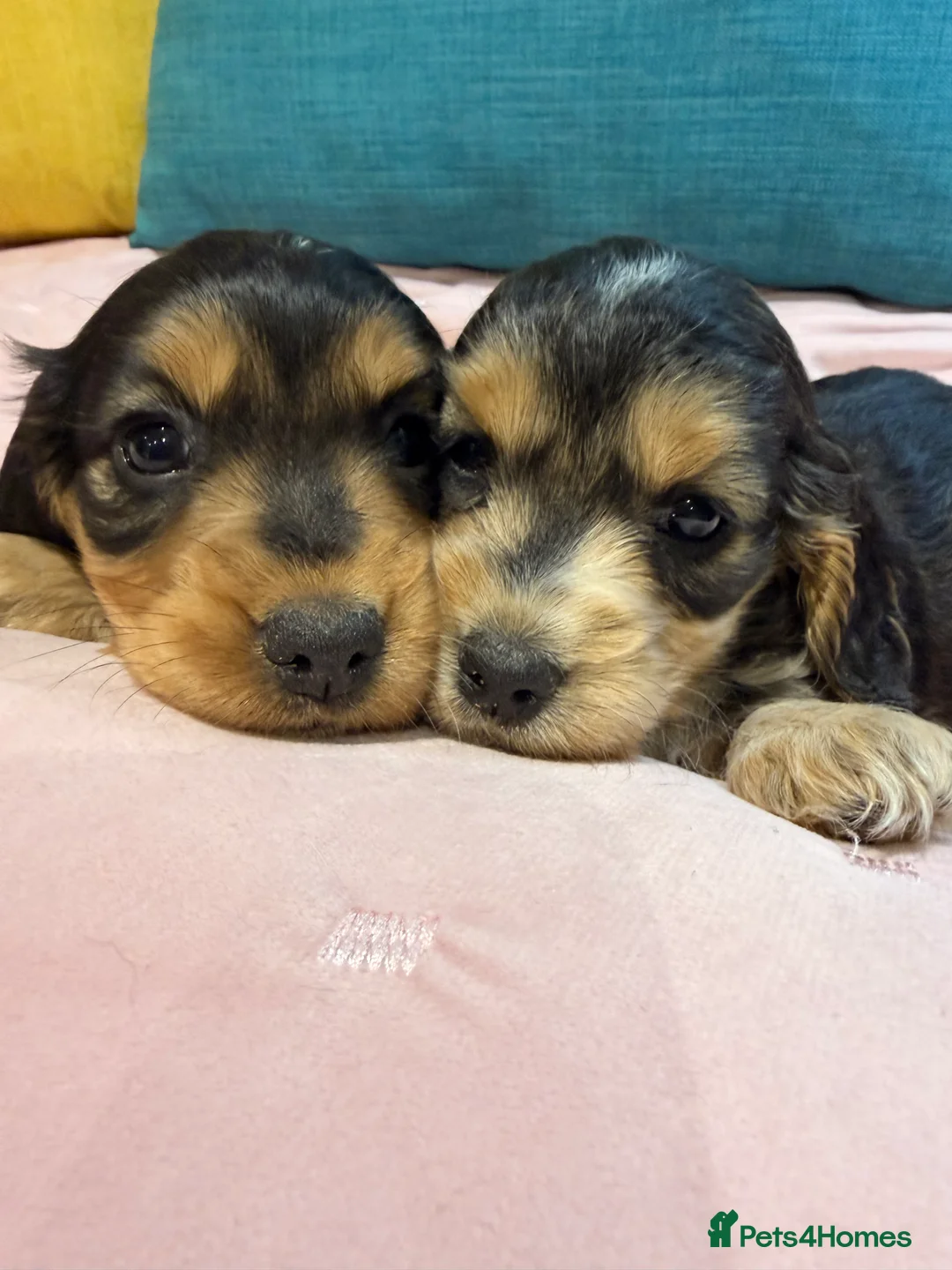 Cockapoo dogs for sale: Cockapoos  - Advert 10