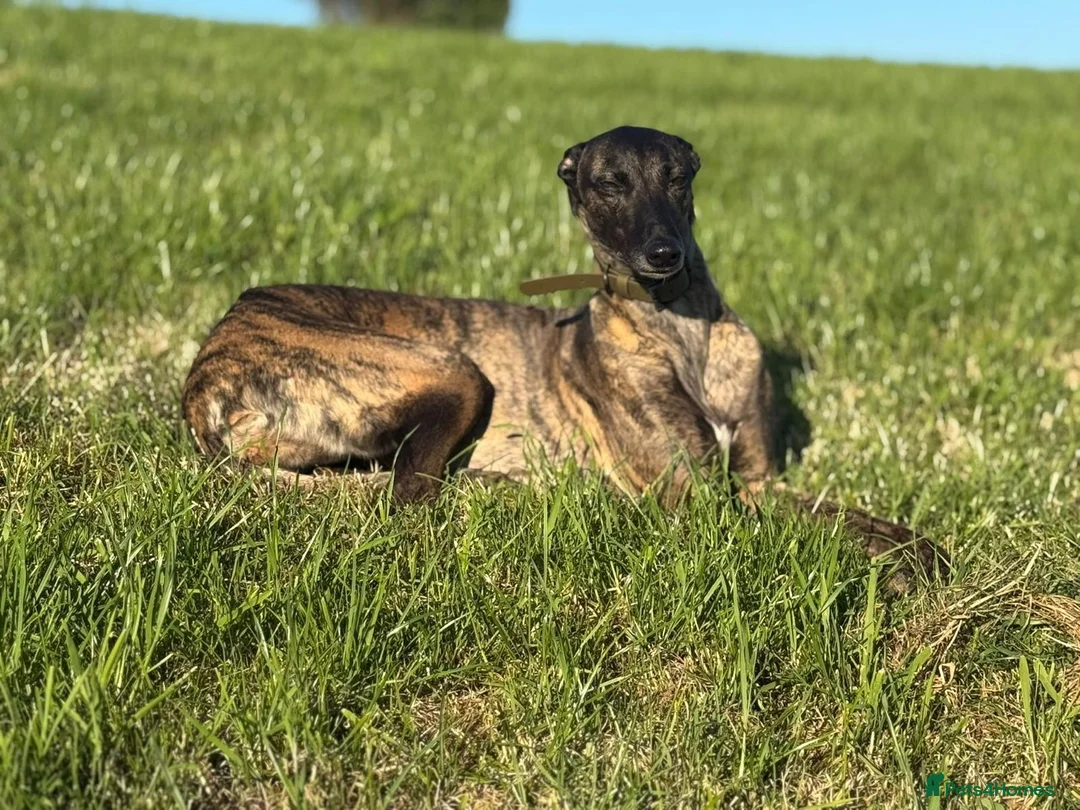 Mixed Breed dogs for sale: Deerhound x greyhound bitch  - Advert 5