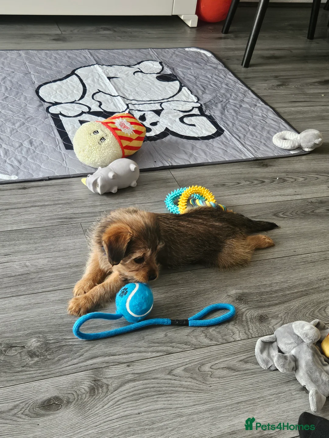 Shorkie dogs for sale: Shitzuhcrossyorkie male for sale - Advert 3