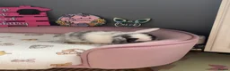 Mini Lop rabbits for sale: Beautiful mini lop babies ready to be reserved  - Advert 2