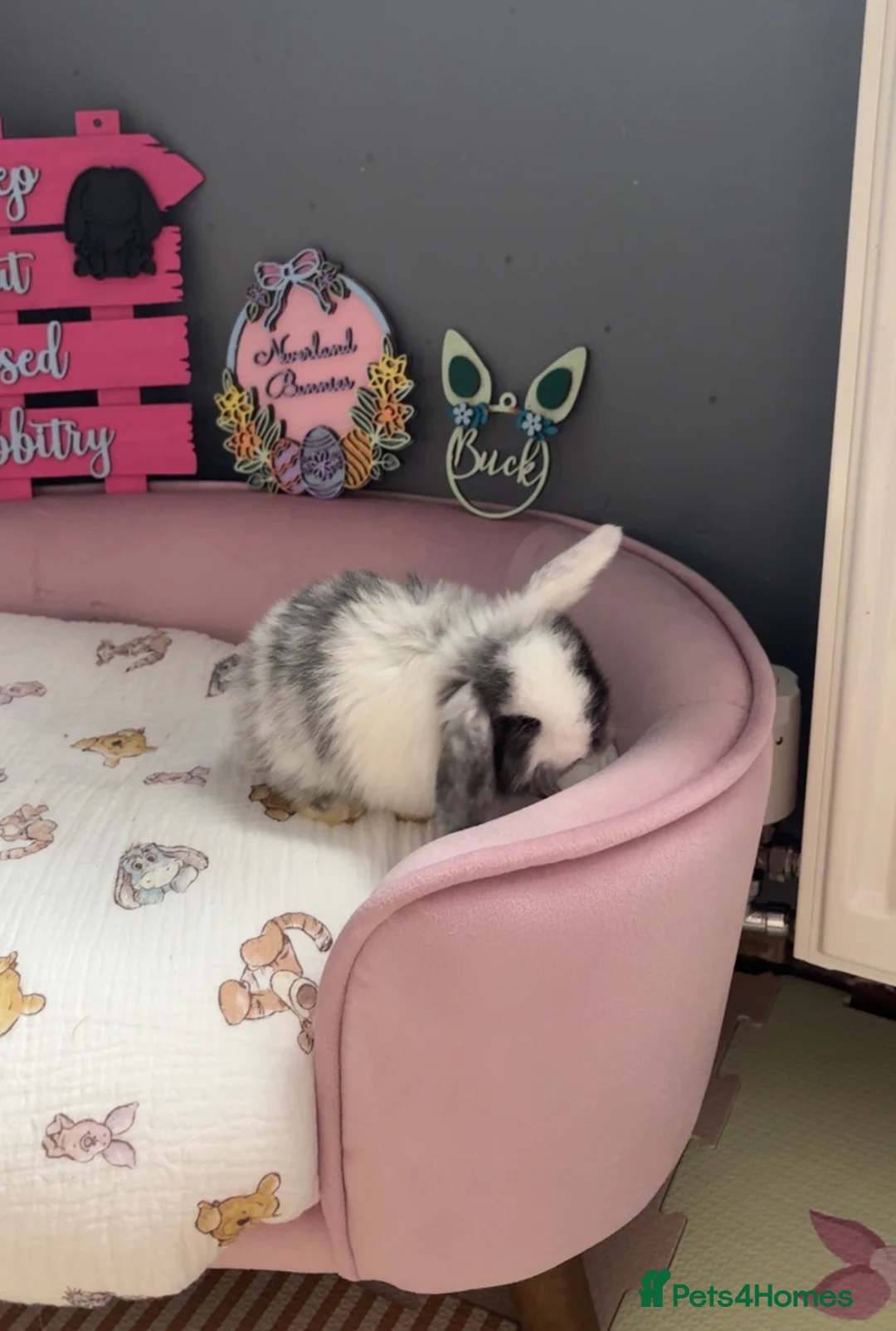 Mini Lop rabbits for sale: Beautiful mini lop babies ready to be reserved  - Advert 2