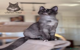 Maine Coon cats for sale: 🌟🌟 The last unique girl🩷 Maine Coon  🌟🌟 - Image 5