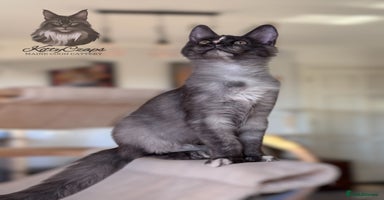 Maine Coon cats - Advert 12