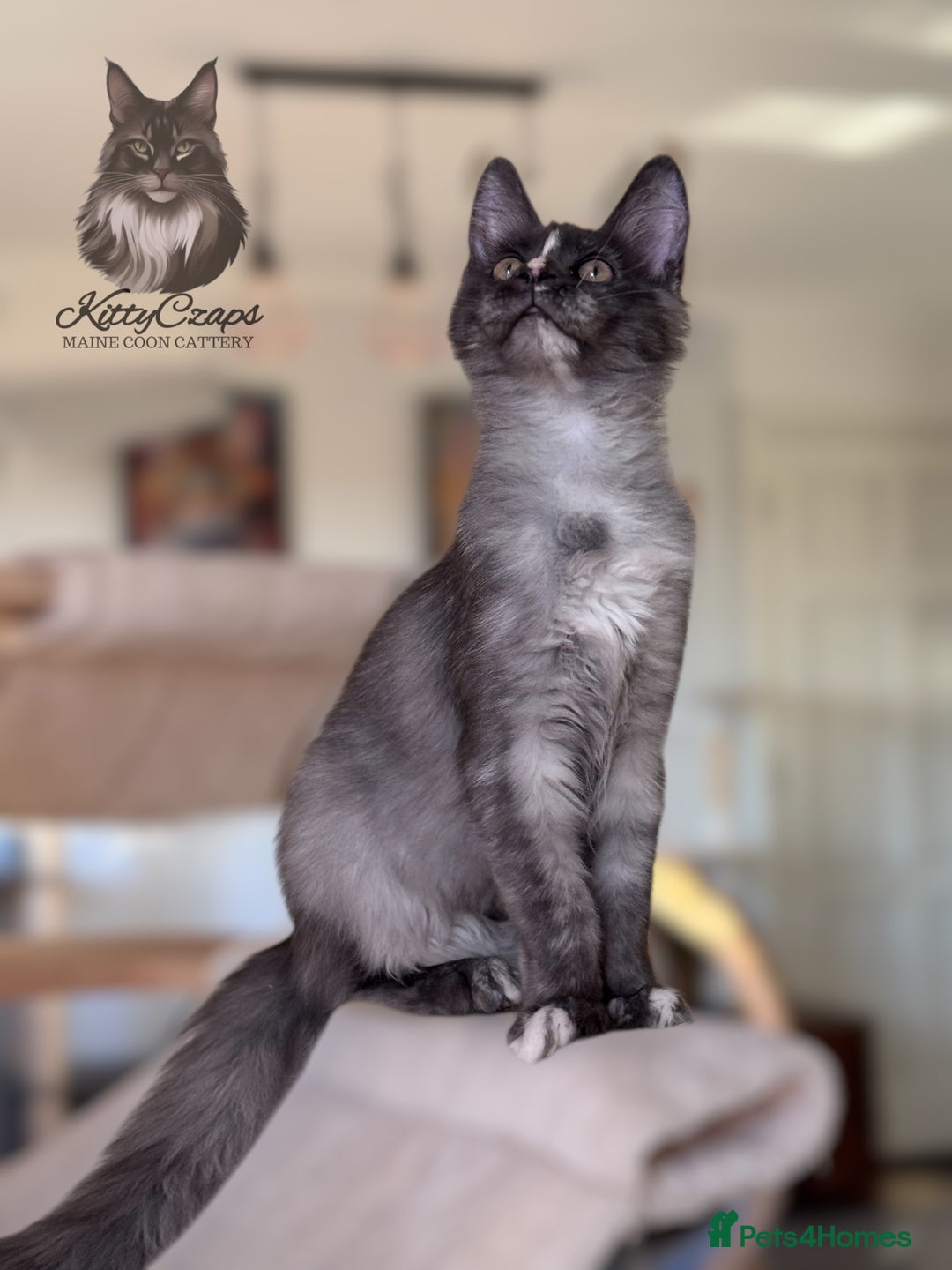 Maine Coon cats for sale: 🌟🌟 The last unique girl🩷 Maine Coon  🌟🌟 - Image 5