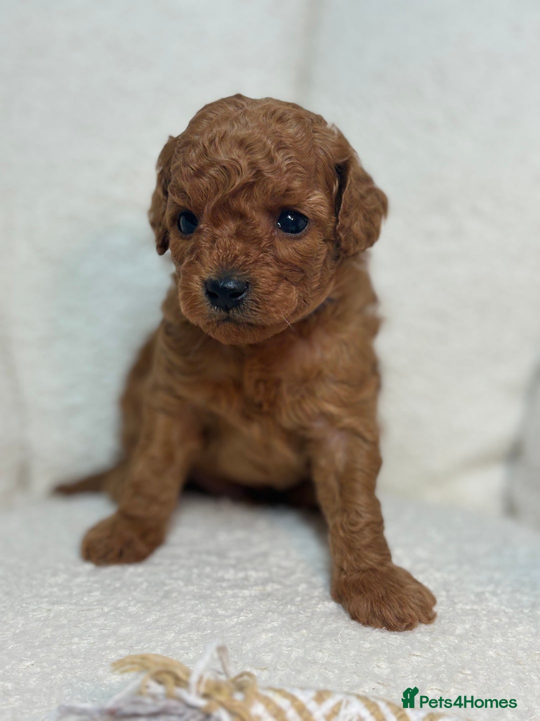 Goldendoodle dogs for sale: Red MINI Goldendoodle Puppies Hypoallergenic & DNA - Advert 16