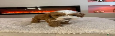 Cavapoo 2