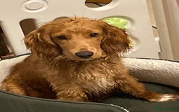 Mixed Breed dogs for sale: Cooper - Image 4
