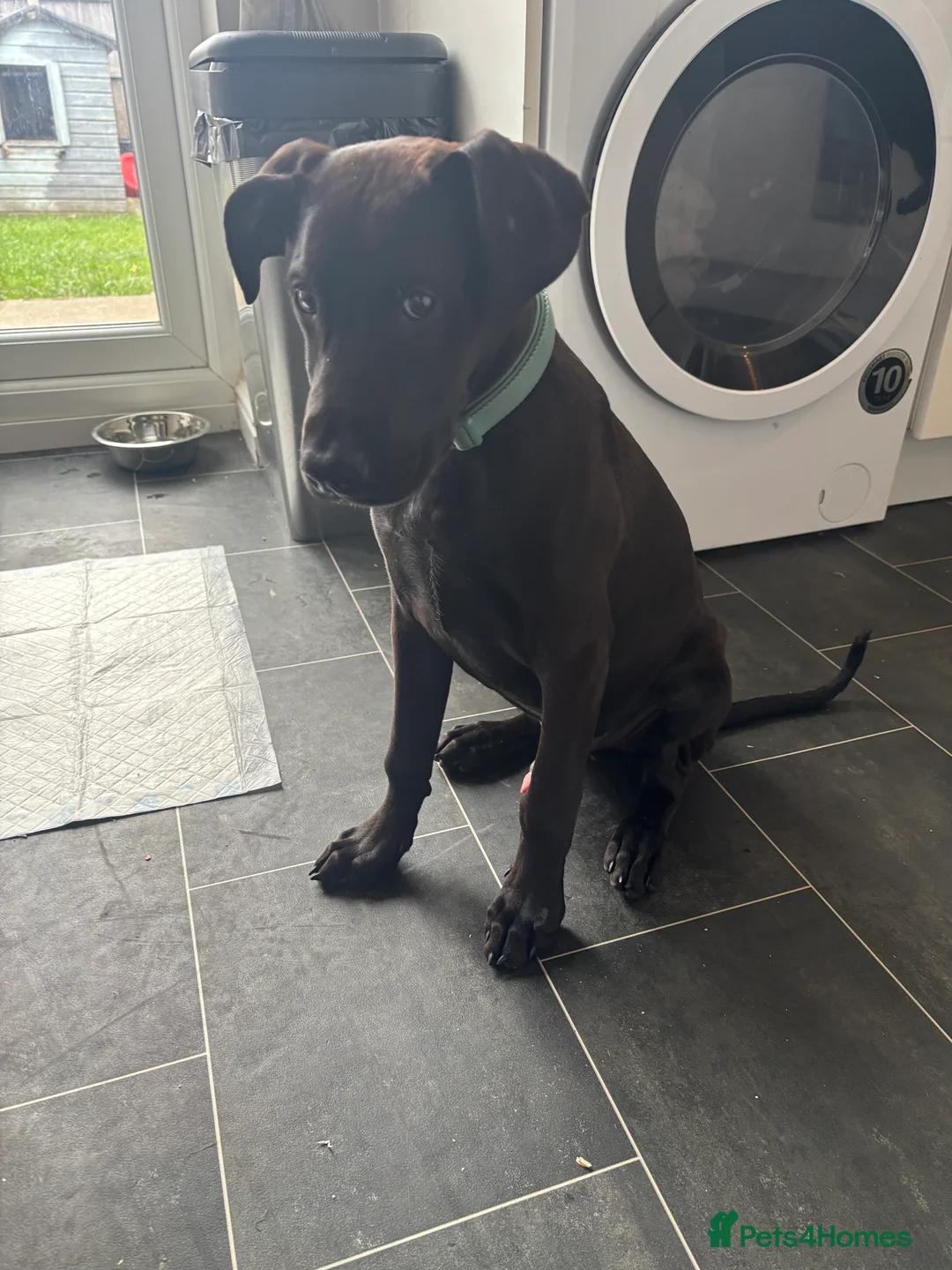Mixed Breed dogs for sale: Benji  in Bolton - Advert 2